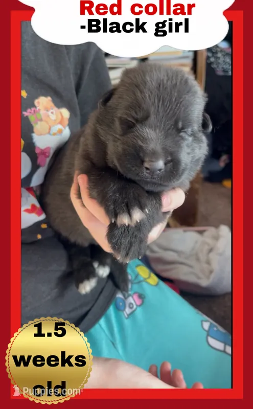 ♥️Red -BLACK F – German Shepherd Dog puppy for sale in Bergen, NY