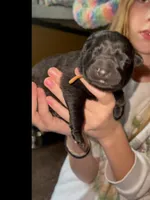 🧡Orange -BLACK F, a female German Shepherd Dog for sale in Bergen, NY – Photo 4 of 10