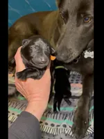 🧡Orange -BLACK F, a female German Shepherd Dog for sale in Bergen, NY – Photo 3 of 10