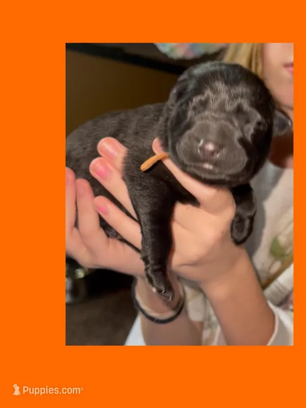 🧡Orange -BLACK F – German Shepherd Dog puppy for sale in Bergen, NY