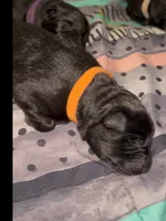 🧡Orange -BLACK F, a female German Shepherd Dog for sale in Bergen, NY – Photo 2 of 10