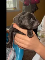 🧡Orange -BLACK F, a female German Shepherd Dog for sale in Bergen, NY – Photo 8 of 10