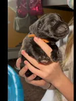 🧡Orange -BLACK F, a female German Shepherd Dog for sale in Bergen, NY – Photo 7 of 10