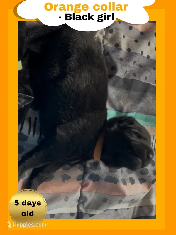 🧡Orange -BLACK F – German Shepherd Dog puppy for sale in Bergen, NY