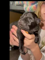 🧡Orange -BLACK F, a female German Shepherd Dog for sale in Bergen, NY – Photo 6 of 10
