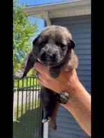 🩷Pink -SABLE Long Coat F, a female German Shepherd Dog for sale in Bergen, NY – 3 of 10