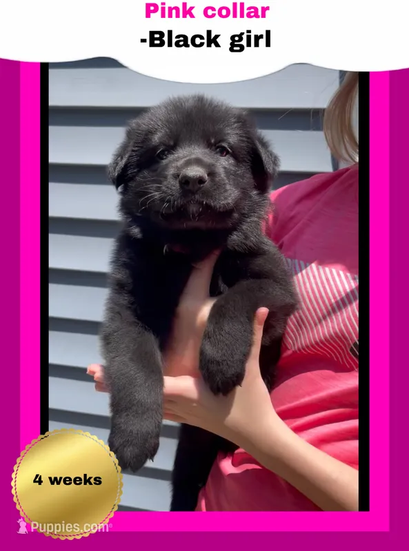 🩷Pink -BLACK F  – German Shepherd Dog puppy for sale in Bergen, NY