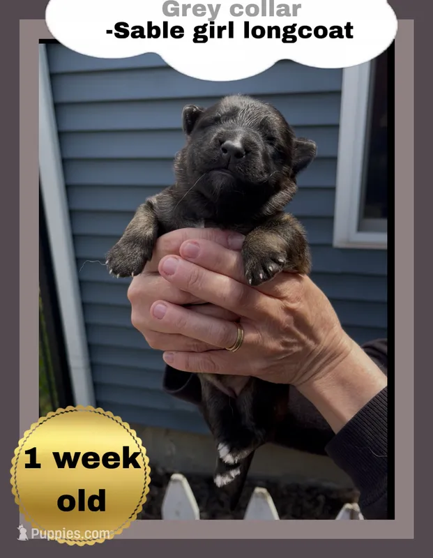 🩶Gray -SABLE Long Coat F – German Shepherd Dog puppy for sale in Bergen, NY