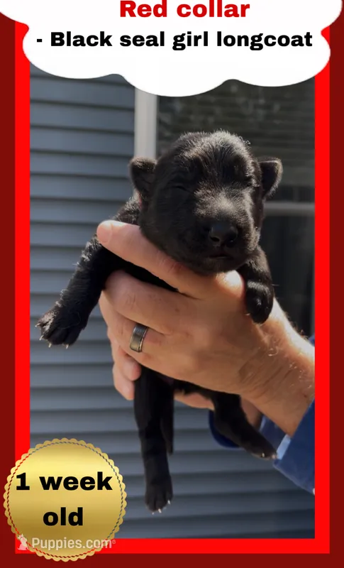 ♥️Red -BLACK SEAL Long Coat F – German Shepherd Dog puppy for sale in Bergen, NY