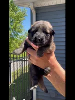 🩷Pink -SABLE Long Coat F, a female German Shepherd Dog for sale in Bergen, NY – 5 of 10