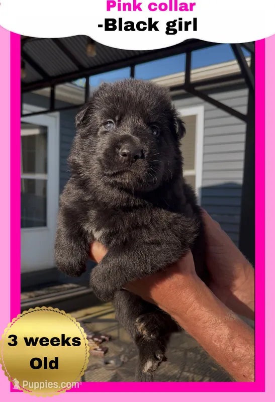 🩷Pink -BLACK F  – German Shepherd Dog puppy for sale in Bergen, NY