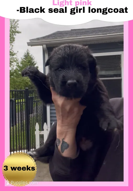 💗Light Pink -BLACK SEAL Long Coat F – German Shepherd Dog puppy for sale in Bergen, NY