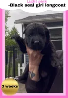 💗Light Pink -BLACK SEAL Long Coat F, a female German Shepherd Dog for sale in Bergen, NY – 1 of 9
