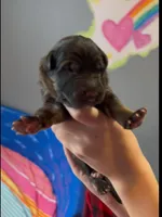 💙Blue -SABLE Long Coat M, a male German Shepherd Dog for sale in Bergen, NY – Photo 4 of 10
