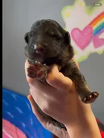 💙Blue -SABLE Long Coat M, a male German Shepherd Dog for sale in Bergen, NY – Photo 5 of 10