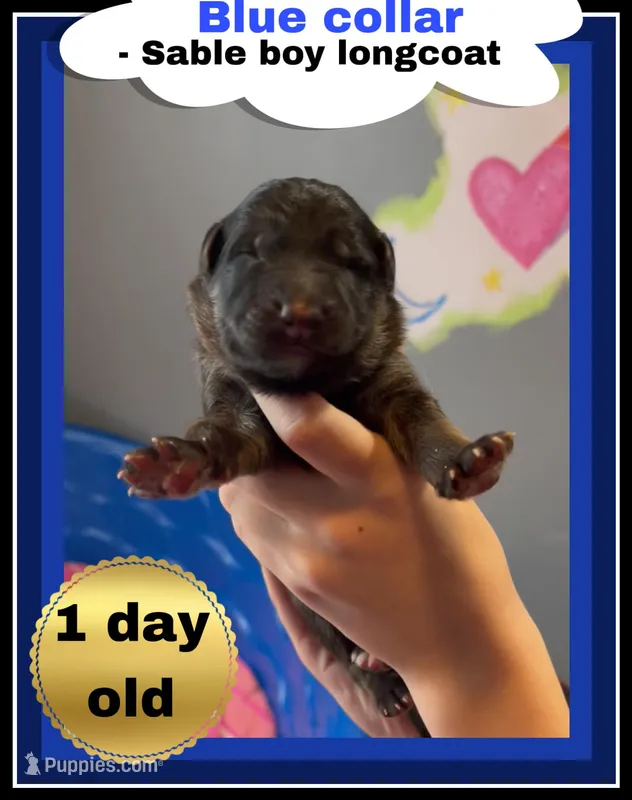 💙Blue -SABLE Long Coat M – German Shepherd Dog puppy for sale in Bergen, NY