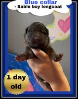 💙Blue -SABLE Long Coat M, a male German Shepherd Dog for sale in Bergen, NY – Photo 1 of 10