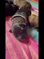 🩶Gray -SABLE Long Coat F, a female German Shepherd Dog for sale in Bergen, NY – Photo 7 of 8