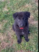 ♥️Red  BLACK F, a female German Shepherd Dog for sale in Bergen, NY – 4 of 10