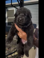 💗Light Pink -BLACK F, a female German Shepherd Dog for sale in Bergen, NY – 9 of 10