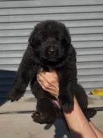 💗Light Pink -BLACK F, a female German Shepherd Dog for sale in Bergen, NY – 4 of 10