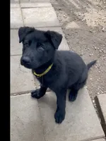💛” Pick Me! “ , a female German Shepherd Dog for sale in Bergen, NY – 7 of 10