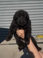 💗Light Pink -BLACK F, a female German Shepherd Dog for sale in Bergen, NY – 2 of 10