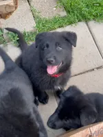 ♥️Red  BLACK F, a female German Shepherd Dog for sale in Bergen, NY – 8 of 10