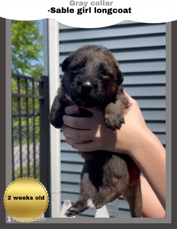 🩶Gray -SABLE Long Coat F – German Shepherd Dog puppy for sale in Bergen, NY