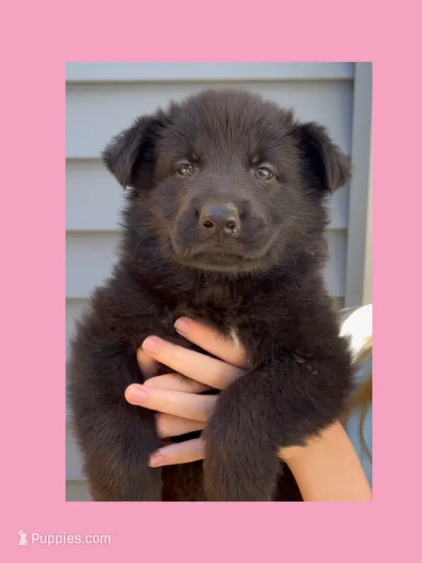 💗Light Pink -BLACK F – German Shepherd Dog puppy for sale in Bergen, NY