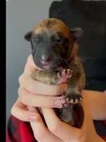 🩷Pink -LIGHT SABLE Long Coat F, a female German Shepherd Dog for sale in Bergen, NY – Photo 6 of 8
