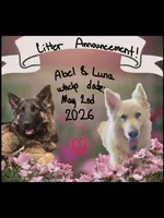 🩷Pink -LIGHT SABLE Long Coat F, a female German Shepherd Dog for sale in Bergen, NY – Photo 2 of 8