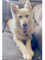 🩷Pink -LIGHT SABLE Long Coat F, a female German Shepherd Dog for sale in Bergen, NY – Photo 7 of 8