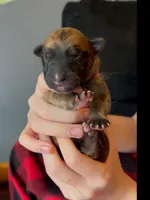🩷Pink -LIGHT SABLE Long Coat F, a female German Shepherd Dog for sale in Bergen, NY – Photo 3 of 8