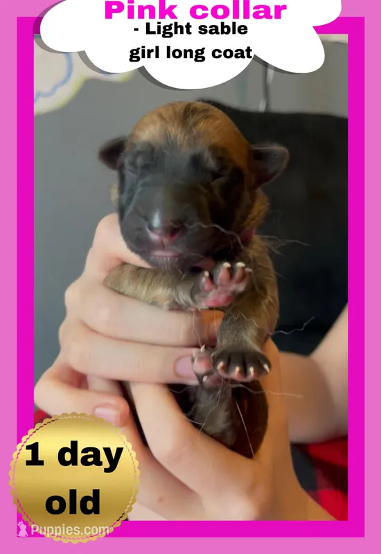 🩷Pink -LIGHT SABLE Long Coat F – German Shepherd Dog puppy for sale in Bergen, NY