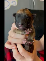 🩷Pink -LIGHT SABLE Long Coat F, a female German Shepherd Dog for sale in Bergen, NY – Photo 5 of 8