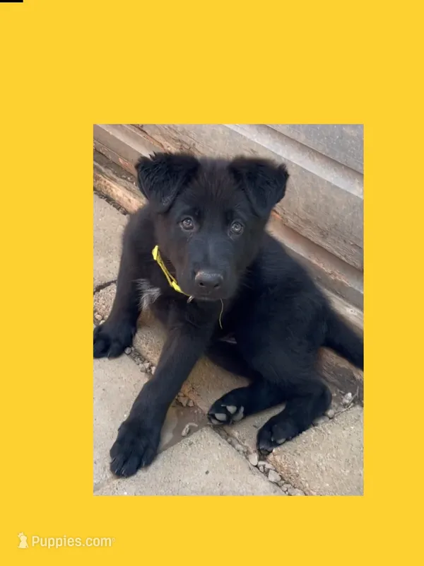 💛Yellow -BLACK F – German Shepherd Dog puppy for sale in Bergen, NY