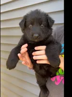 ♥️Red -Long Coat BLACK SEAL F, a female German Shepherd Dog for sale in Bergen, NY – 2 of 10