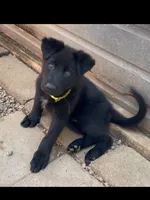 💛Yellow -BLACK F, a female German Shepherd Dog for sale in Bergen, NY – 4 of 9