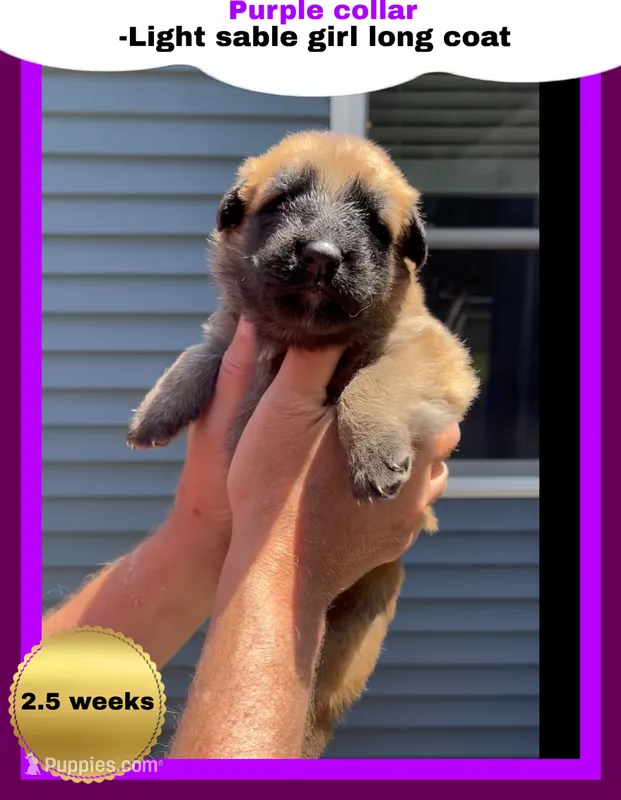💜Purple -LIGHT SABLE Long Coat F – German Shepherd Dog puppy for sale in Bergen, NY