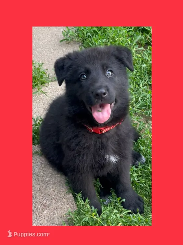 ♥️Red  BLACK F – German Shepherd Dog puppy for sale in Bergen, NY