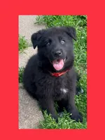 ♥️Red  BLACK F, a female German Shepherd Dog for sale in Bergen, NY – 1 of 10