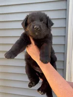 ♥️Red -Long Coat BLACK SEAL F, a female German Shepherd Dog for sale in Bergen, NY – 6 of 10