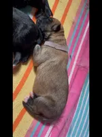 💜Purple -LIGHT SABLE Long Coat F, a female German Shepherd Dog for sale in Bergen, NY – Photo 6 of 6