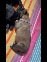 💜Purple -LIGHT SABLE Long Coat F, a female German Shepherd Dog for sale in Bergen, NY – Photo 5 of 6