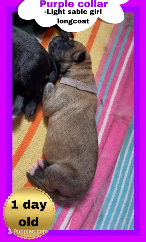 💜Purple -LIGHT SABLE Long Coat F – German Shepherd Dog puppy for sale in Bergen, NY