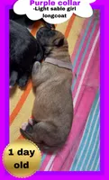💜Purple -LIGHT SABLE Long Coat F, a female German Shepherd Dog for sale in Bergen, NY – Photo 1 of 6
