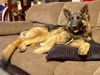 💜Purple -LIGHT SABLE Long Coat F, a female German Shepherd Dog for sale in Bergen, NY – Photo 4 of 6