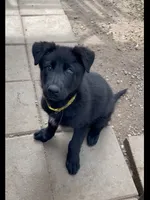 💛” Pick Me! “ , a female German Shepherd Dog for sale in Bergen, NY – 6 of 10