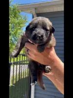 🩷Pink -SABLE Long Coat F, a female German Shepherd Dog for sale in Bergen, NY – 4 of 10